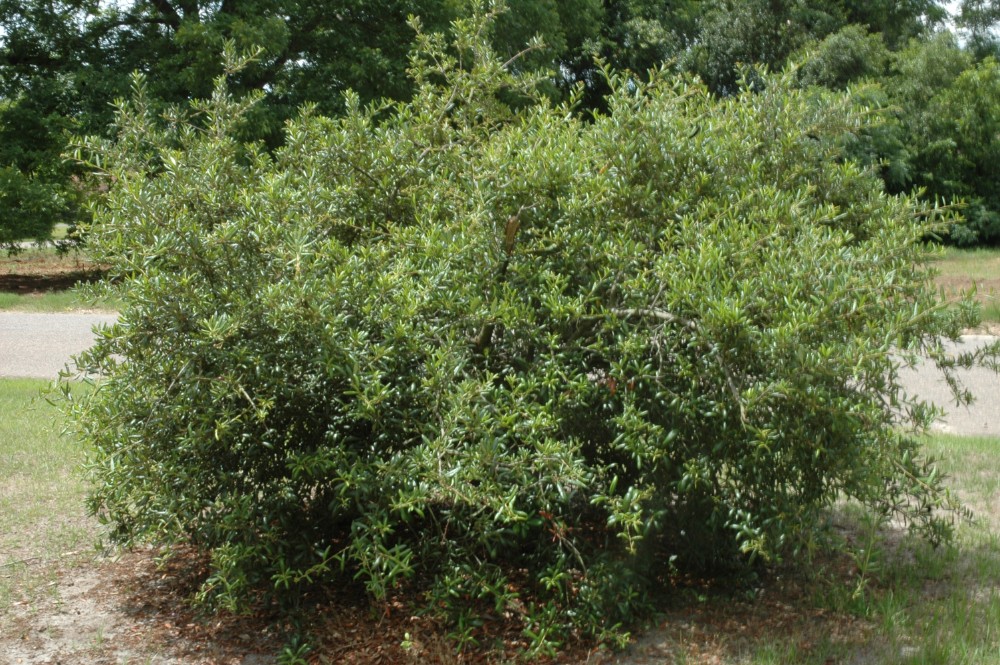 sand_live_oak2